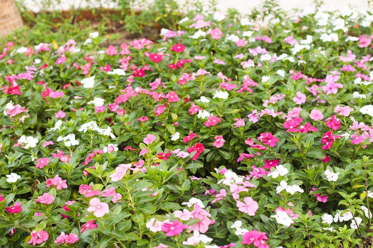 Eagles Beach Resort Phan Thiet Kültér fotó